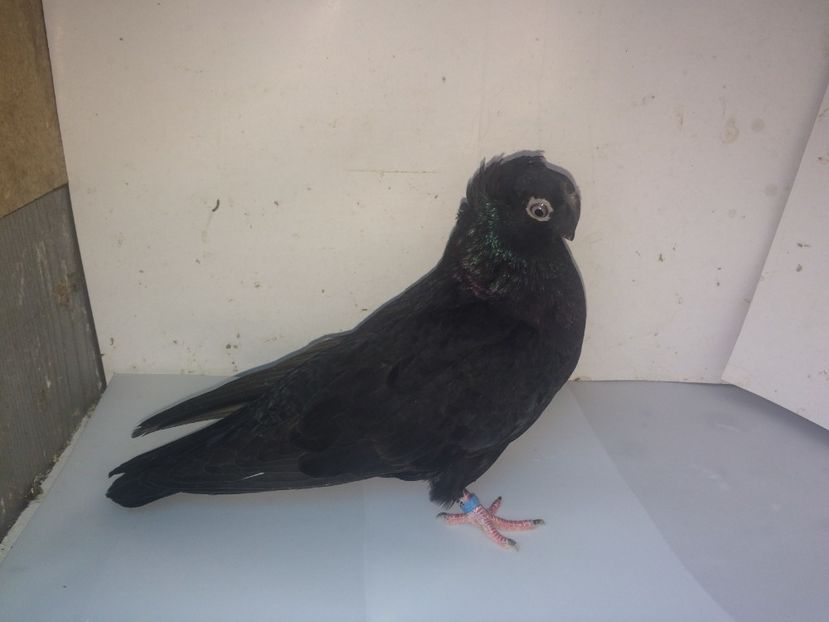 7094  femelă  2018_3 - pui 2018 BM