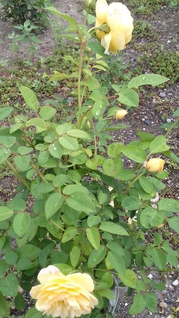 Graham Thomas - FLORI 2O18