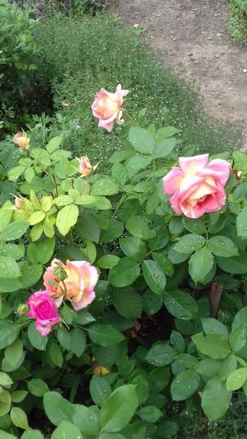 Rose de Cisterciens - FLORI 2O18