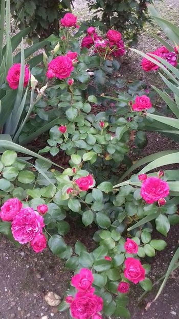 Johann Wolfgang von Goethe - FLORI 2O18