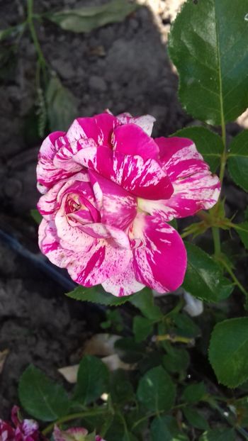 Abracadabra - FLORI 2O18