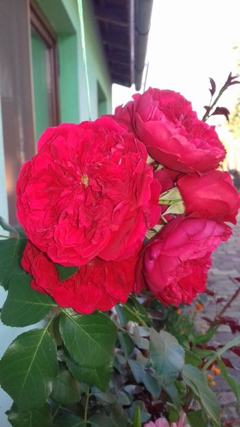 Florentina - FLORI 2O18