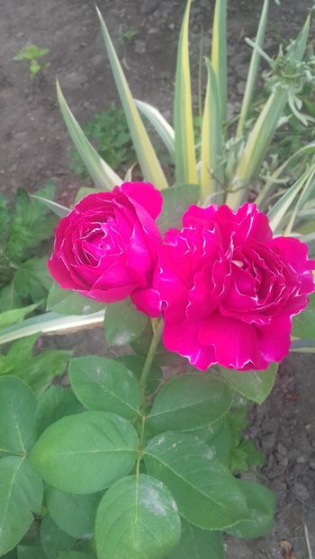 Baron Girod de l Ain - FLORI 2O18
