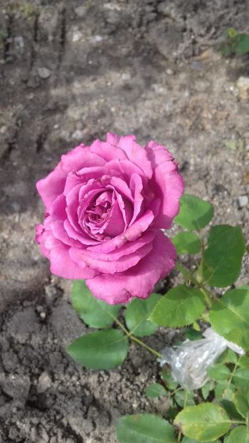 Claude Brasseur - FLORI 2O18