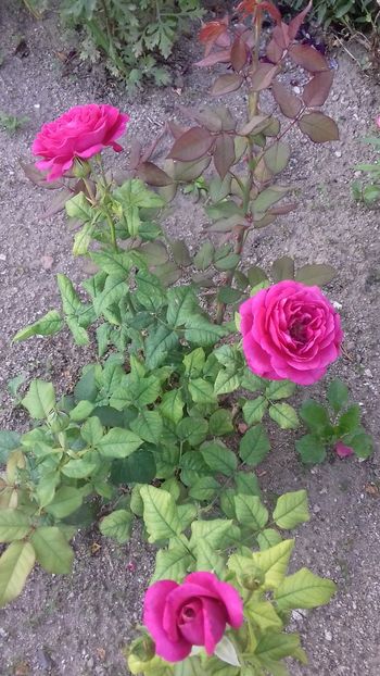 Red Leonardo Da Vinci - FLORI 2O18