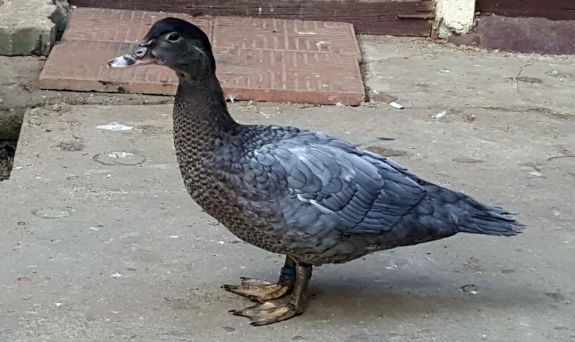 pur si simplu....albastra. - Bomboane asortate 2018