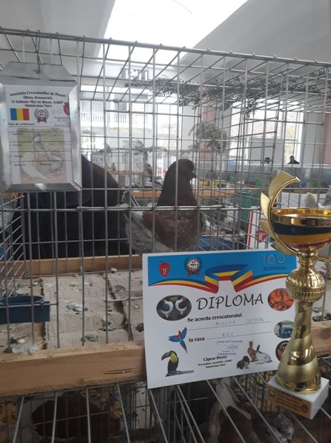 1-0 / 2016 / 94 puncte - Rezultate la Expoziția-Cupa Banatului 2018 Sânnicolau Mare