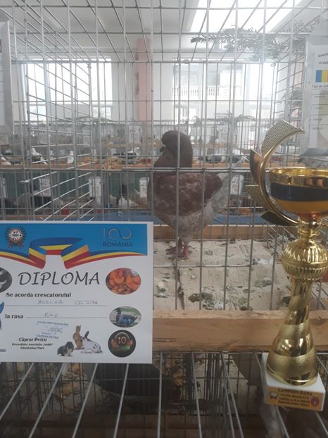 același - Rezultate la Expoziția-Cupa Banatului 2018 Sânnicolau Mare