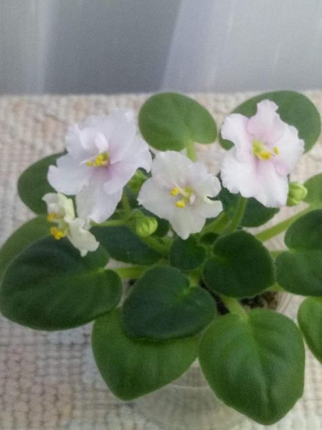 13 nov - ZZ Ness Sheer Peace