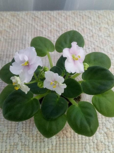 13 nov - ZZ Ness Sheer Peace