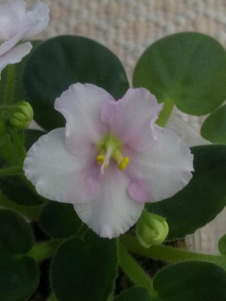 13 nov - ZZ Ness Sheer Peace