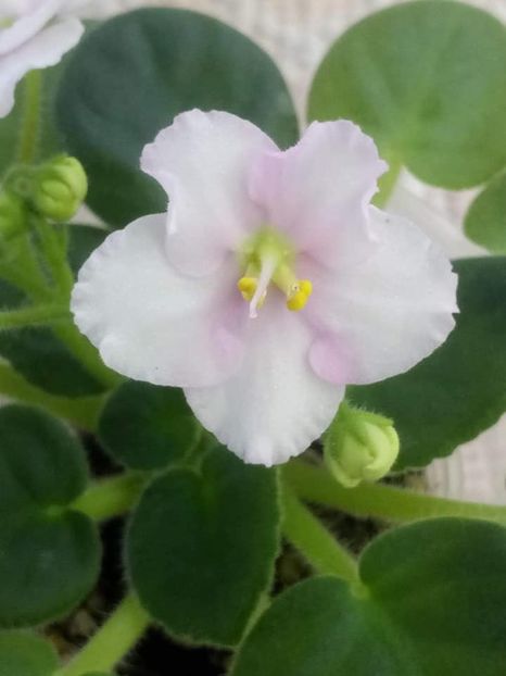 13 nov - ZZ Ness Sheer Peace