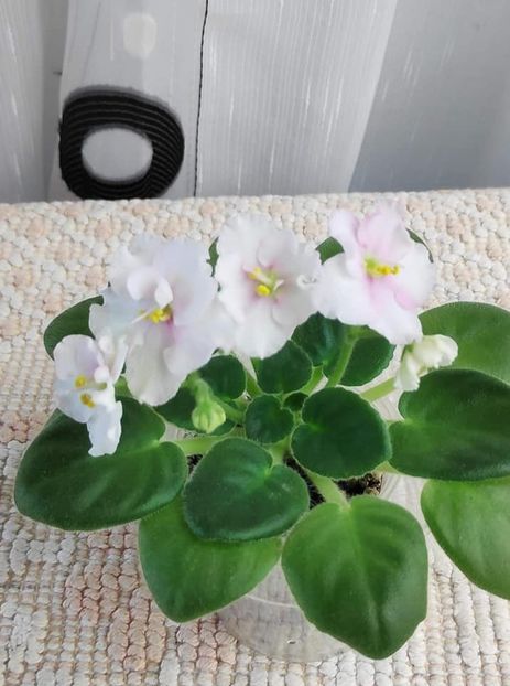 15 nov - ZZ Ness Sheer Peace