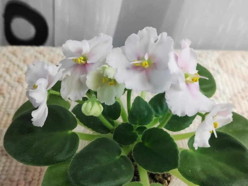 17 nov - ZZ Ness Sheer Peace