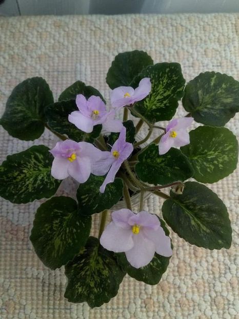 13 nov - ZZ Genetic Blush