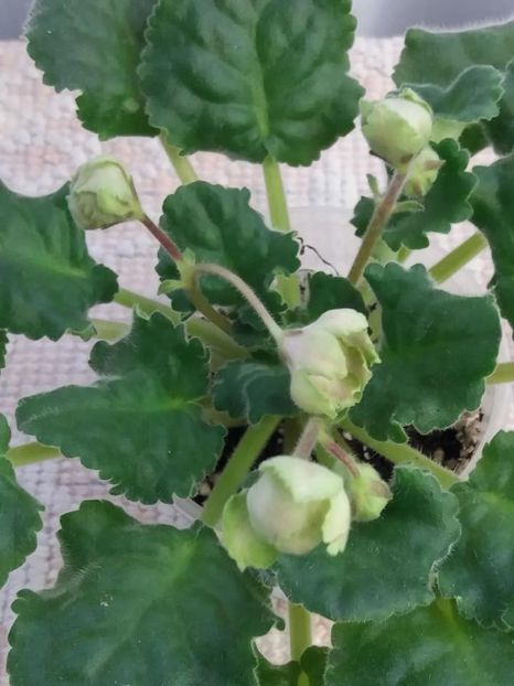 13 nov - ZZ LE Malachitovaia Roza