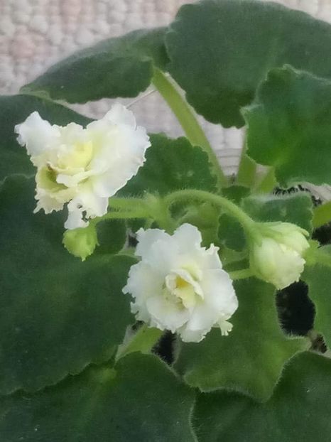 13 nov - ZZ Mellow Yellow