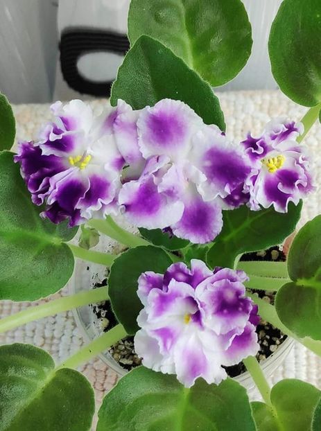 15 nov - ZZ AE Avantiura