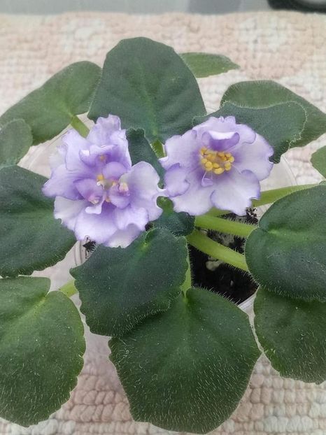 8 nov - ZZ RS Ariel sport