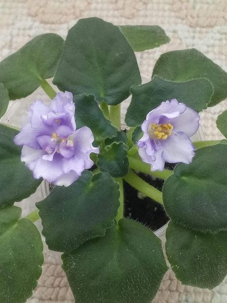 8 nov - ZZ RS Ariel sport