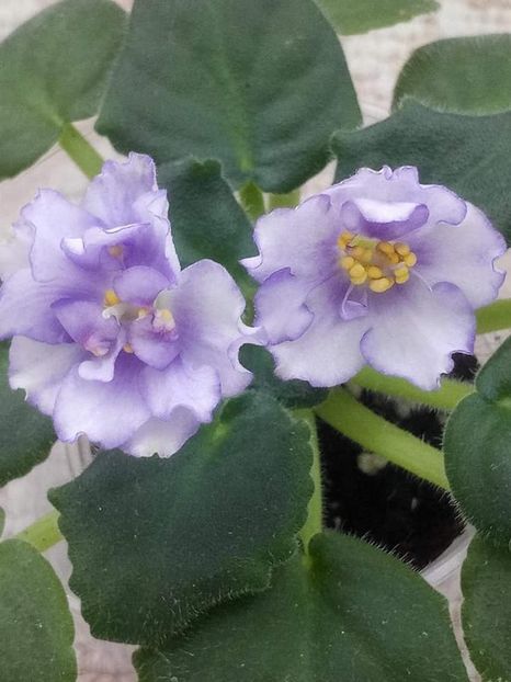 8 nov - ZZ RS Ariel sport