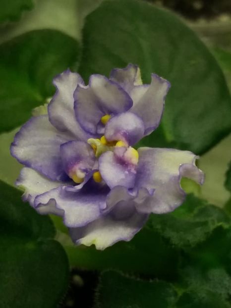 9 nov - ZZ RS Ariel sport