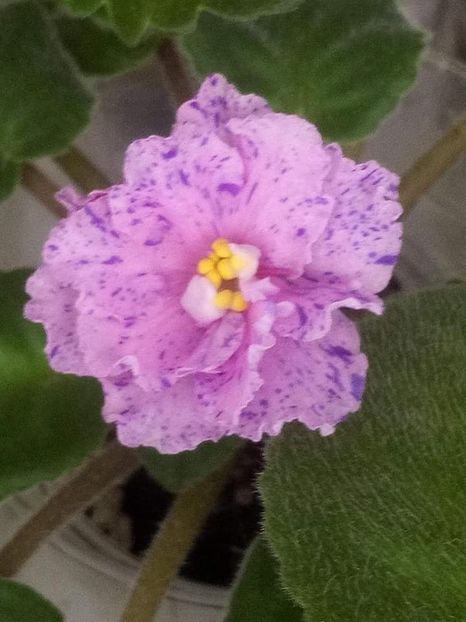 3 nov - ZZ Kostia s Fantasy