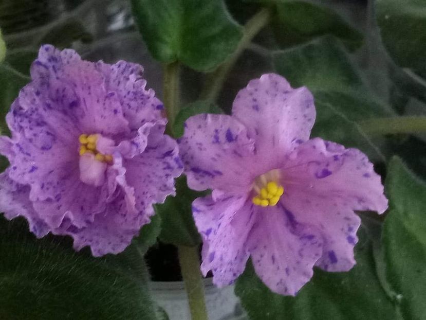 13 nov - ZZ Kostia s Fantasy