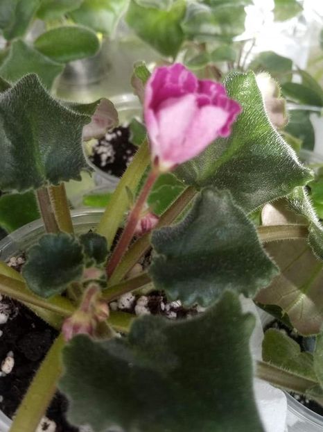 3 nov - ZZ RS Kolokolnyj Zvon