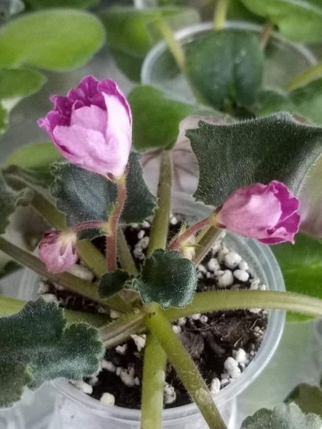 13 nov - ZZ RS Kolokolnyj Zvon