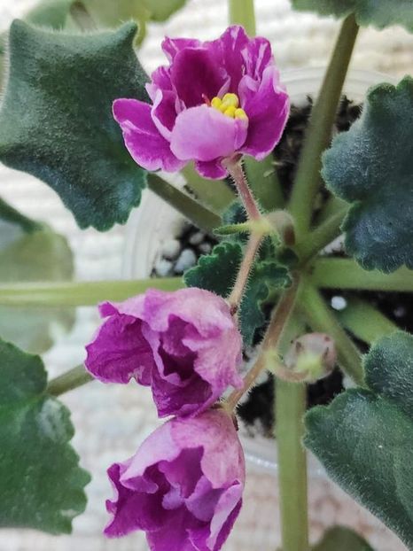 17 nov - ZZ RS Kolokolnyj Zvon