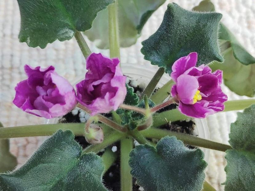 17 nov - ZZ RS Kolokolnyj Zvon