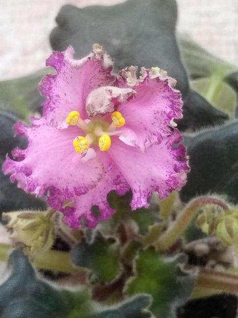 8 nov - ZZ LE Verochka