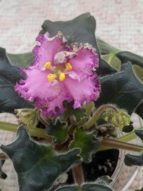 8 nov - ZZ LE Verochka