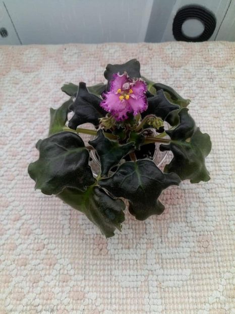 8 nov - ZZ LE Verochka