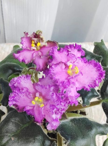 17 nov - ZZ LE Verochka