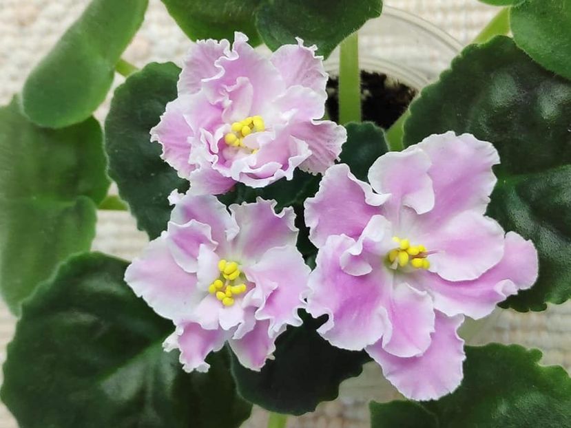 17 nov - ZZ LE Sulamif