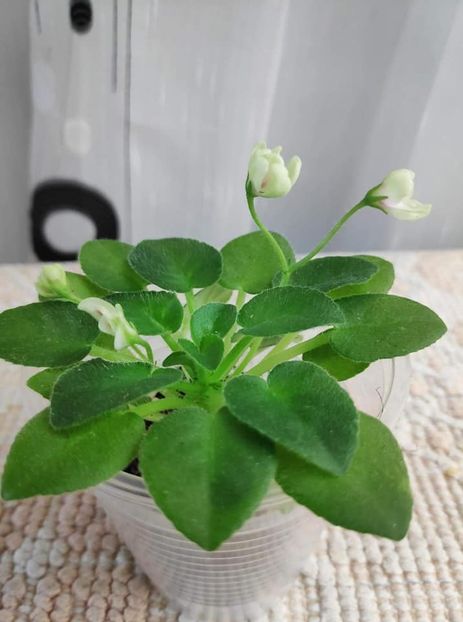 15 nov - ZZ Milky Way Trail