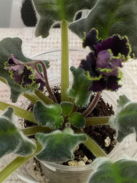 3 nov - Purple Passion Sport