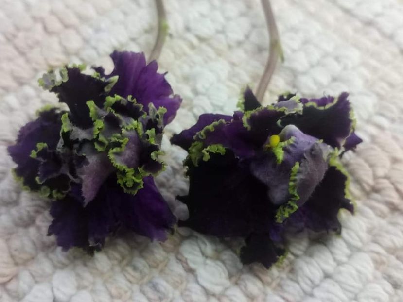 13 nov - Purple Passion Sport