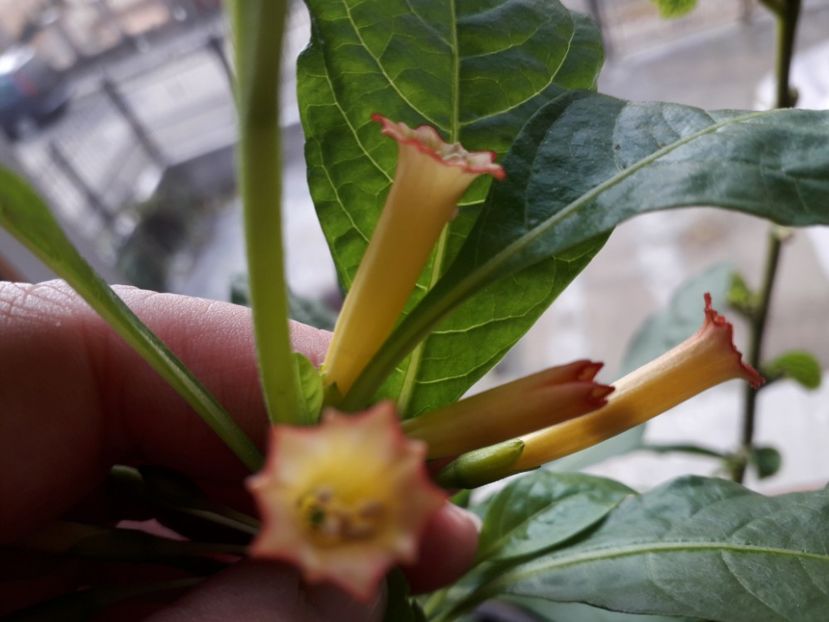 20181117_114654(0) - iochroma