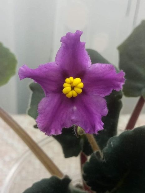 5 nov - ZZ RS Gnomiki