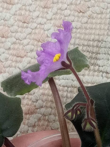 8 bov - ZZ RS Gnomiki