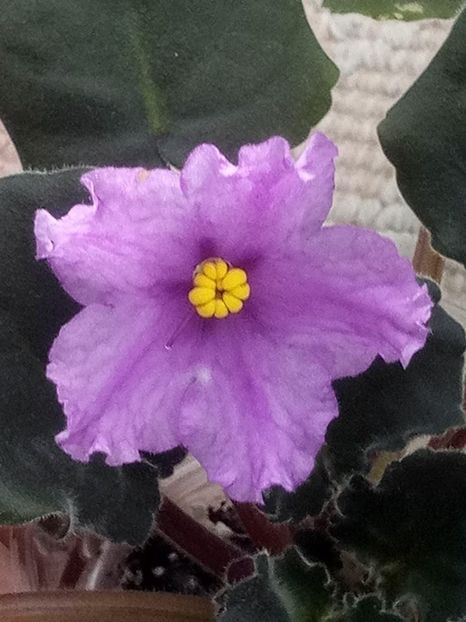 8 bov - ZZ RS Gnomiki