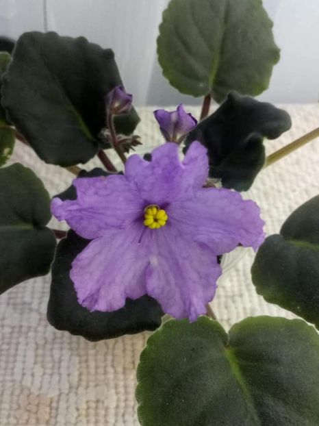 13 nov - ZZ RS Gnomiki