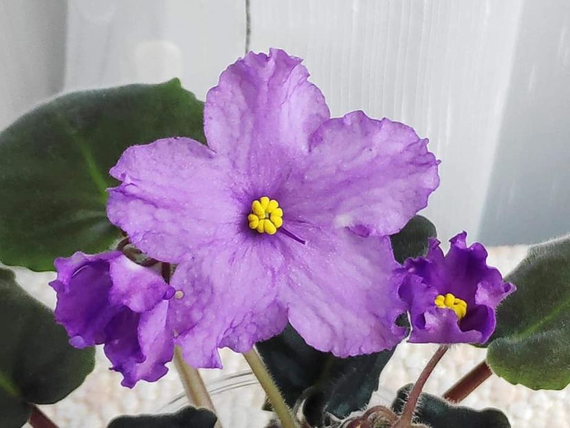 15 nov - ZZ RS Gnomiki