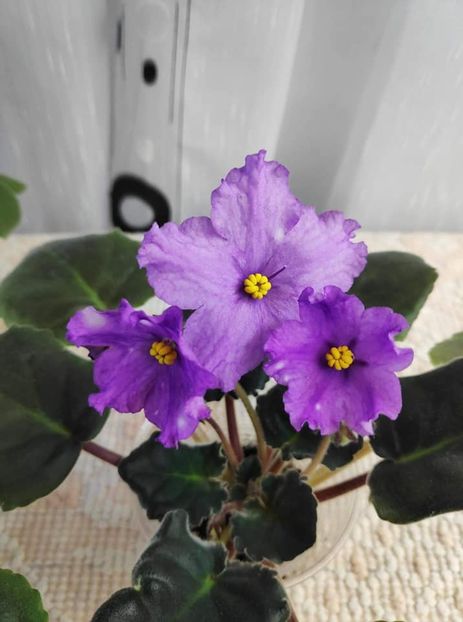 17 nov - ZZ RS Gnomiki