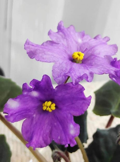 17 nov - ZZ RS Gnomiki