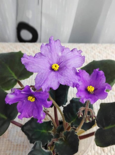 17 nov - ZZ RS Gnomiki