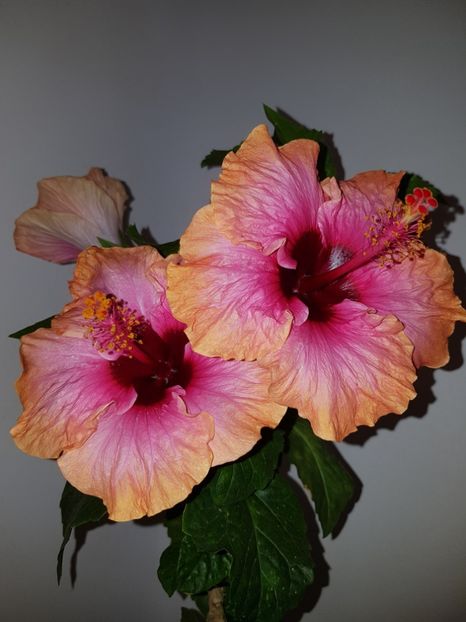  - Hibiscus Erin Rachel